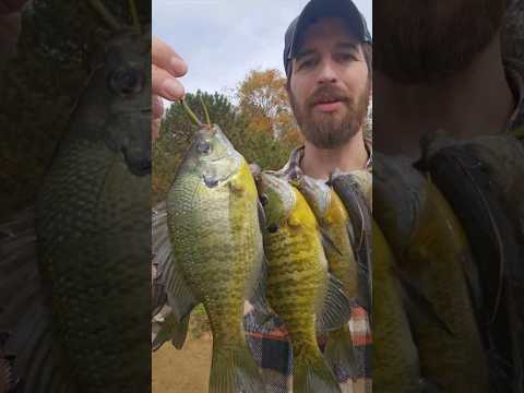 Catching and cooking sunnies 🐟