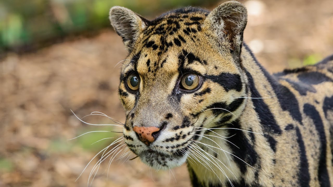 Great pictures of Clouded Leopard