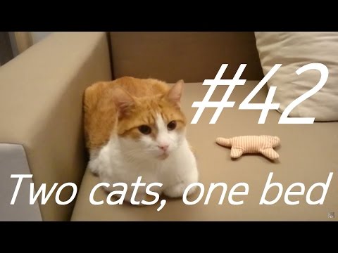 Boring Cat's Life Day #42 - Two cats, one bed [short story of how two cats can live in harmony]
