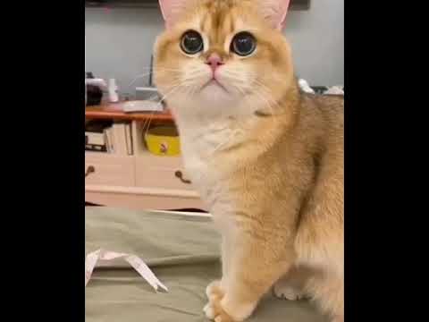 British shorthair cat murmuring sounds meowing cute #shorts