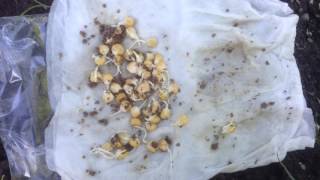 Germinating corn in paper towel with IMO 3 then put in hugelpot with beneficial bacteria and fungi