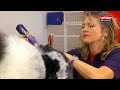 Видео о товаре Saphir Style Машинка для стрижки кошек или собак / Heiniger (Швейцария)