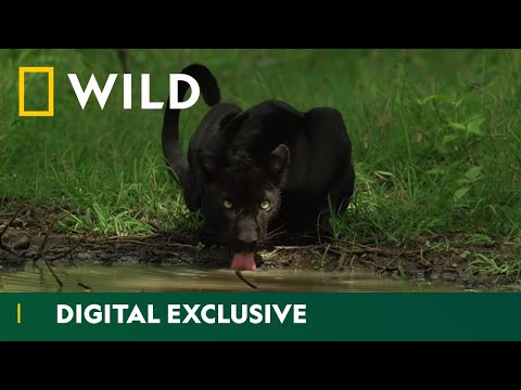 , title : 'Hiding in the Shadows | The Real Black Panther | National Geographic Wild UK'