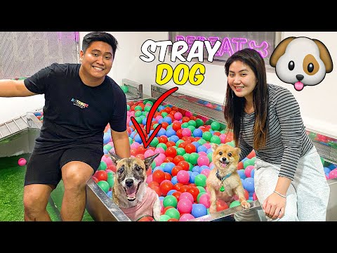 Giving a STRAY DOG the BEST DAY of its Life!