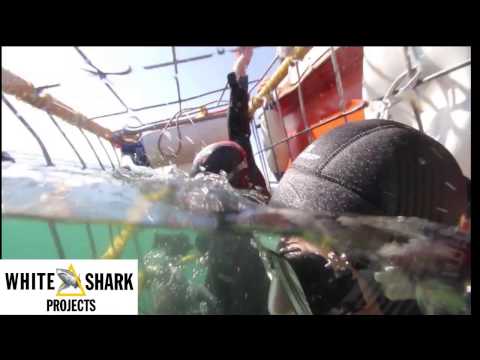 Shark Cage Diving - How to enter the Cage