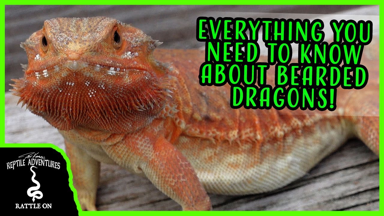 DO BEARDED DRAGONS MAKE GOOD PETS?
