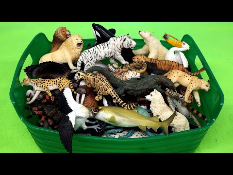 Carnivorous, Herbivorous and Omnivorous Animals - Learn Animal Names with Figurines