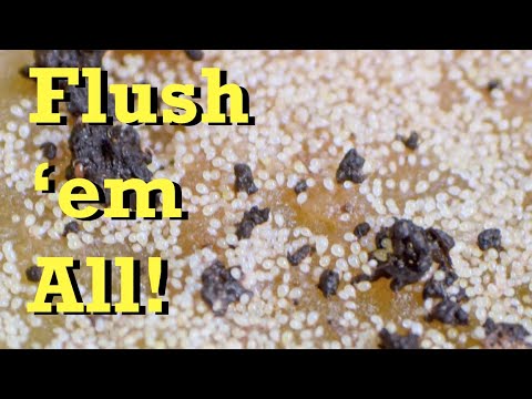 Day 4 of mite rinsing + close ups-  worm farm vermicomposting