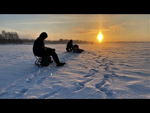 Merenkurkku ja oikukkaat ahvenet - Ahvenen pilkintä - Jasu