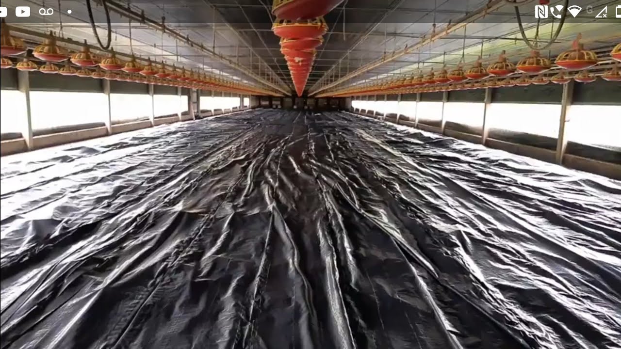 fermentação da cama de frango