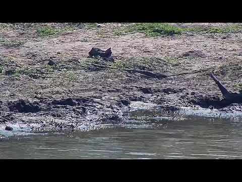Djuma: Blacksmith Lapwing parents and three chicks on outing - 08:25 - 10/28/20