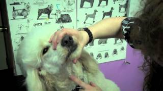 Shaving a Dog's Face