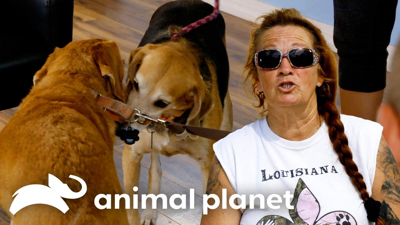 Can These Former Adopters Find Their Pup a Companion?! | Pit Bulls and Parolees | Animal Planet