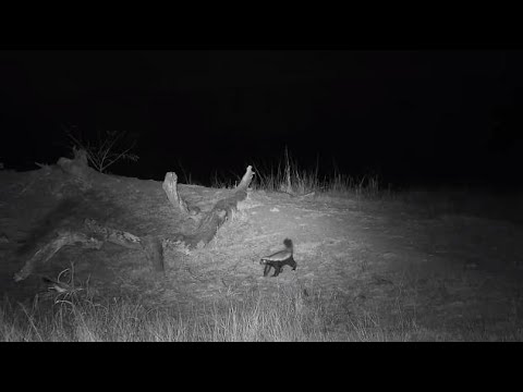 Djuma: Honey Badger - 18:39 - 09/09/20