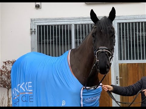 FUCHUR II 4j. v. Fürst Belissaro - Don Vino VB 15.000,- Euro