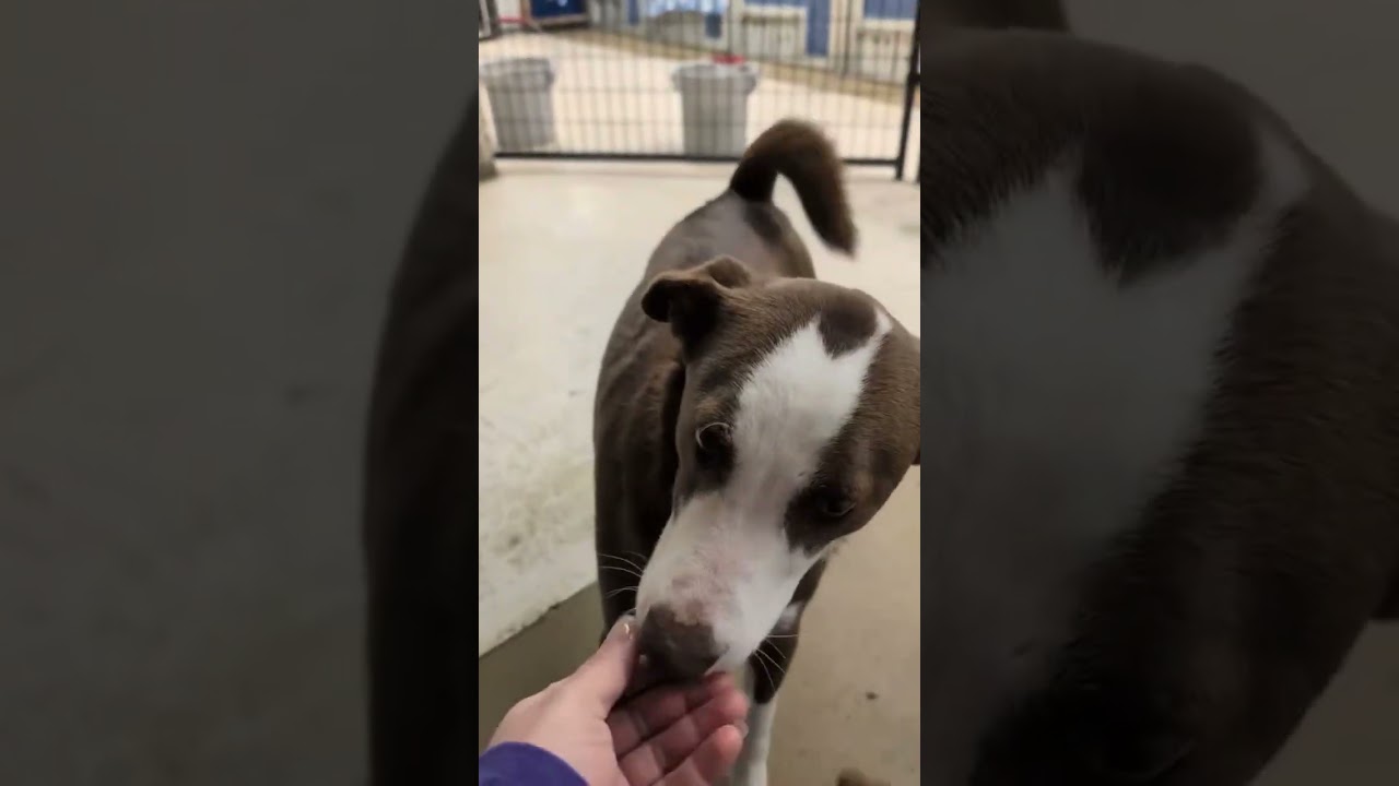 Enlarge Chestnut, a Adoptable Cattle Dog in Grand Junction, CO video 5/5