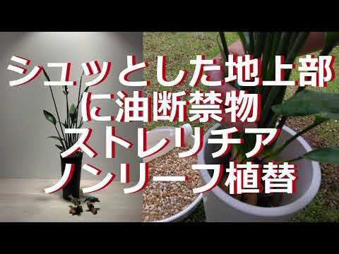 園芸 リヴィンのヴァイオレット、リヴィナスのヴァイオレット