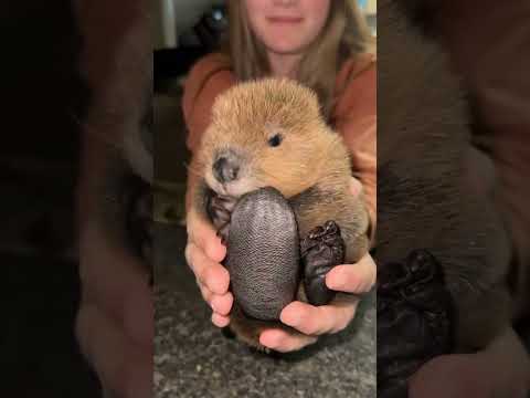 #duet #music #bobr #kurva #fun #relax