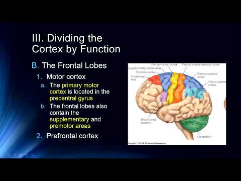 Cog Neuro Lecture #10 - The Cerebral Cortex