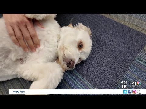 'Officer Rosie' the therapy dog brings comfort to students at West Middle School - YouTube