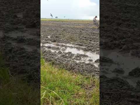 Quick kronos VS Quick zena