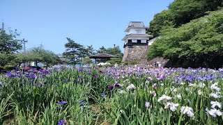 20250601 長崎県 大村公園 花菖蒲まつり