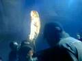Céline Dion live in Kapstadt - "Queen Medley ...