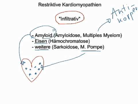 Beere Geißblatt Diabetes Rechte und Vorteile für Patienten mit Typ-2-Diabetes