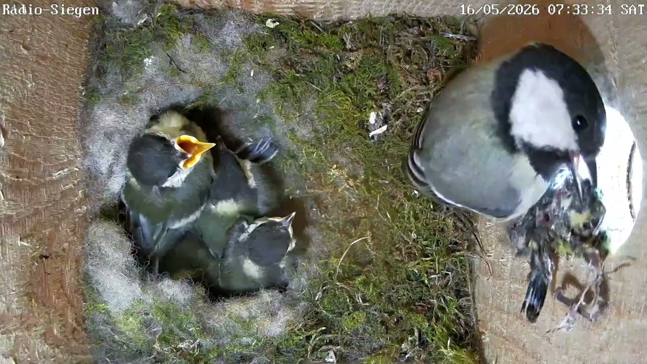 Rauswurf des toten Kükens bei Radio Siegen | 16.05.2026