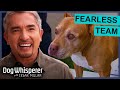 Cesar And Daddy VS Their TOUGHEST Cases Dog Whisperer With Cesar Millan