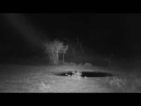 Djuma: Egyptian Geese fussing with another Goose intruder - 18:47 - 10/08/20