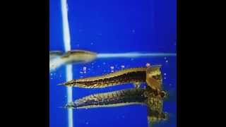 Tiger Eel - Universo Submerso