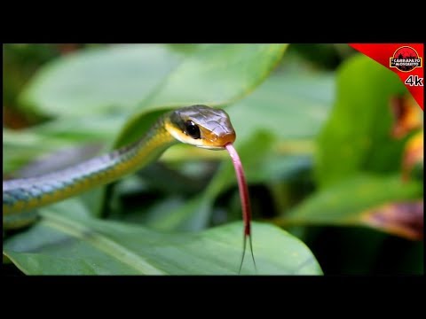 Reptiles of the World: An Adventure Through the Jungle 🌍🦎