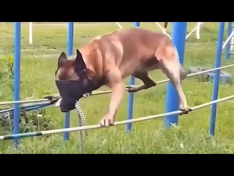 Funny Dogs And Cats Videos 2023😅🐶//Majedaar Kutton aur Billiyon ke Videos 2023🥰😸