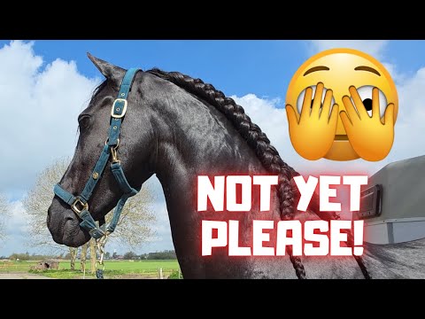 Can't have a foal yet, Saly! It's too early. It's spa day | We must hurry! | Friesian Horses
