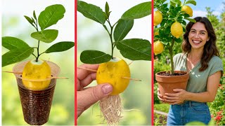 Growing a Lemon Tree from a Lemon Fruit 🍋 Truth or Fake?