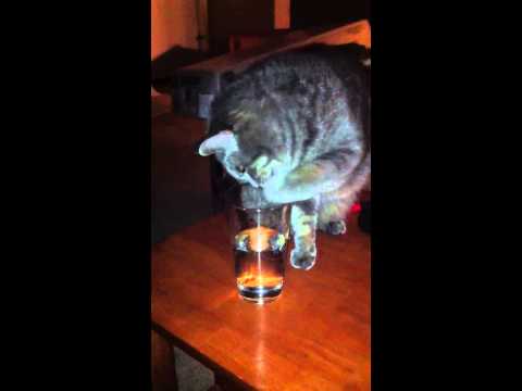 The Cat Flavored Water Mystery Solved