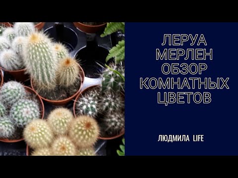 Леруа Мерлен.Обзор комнатных цветов и цены.