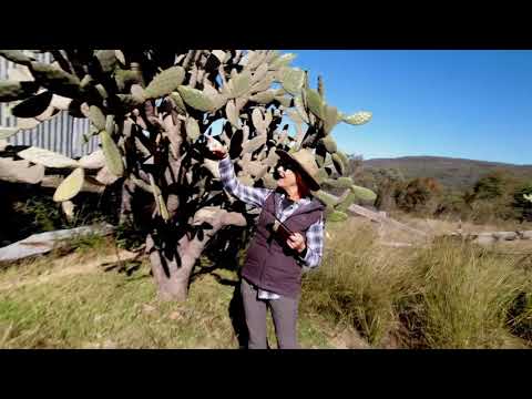 Binghi Station2 1080p