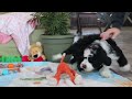 Bernedoodle dogs for sale: Nova - Video 1