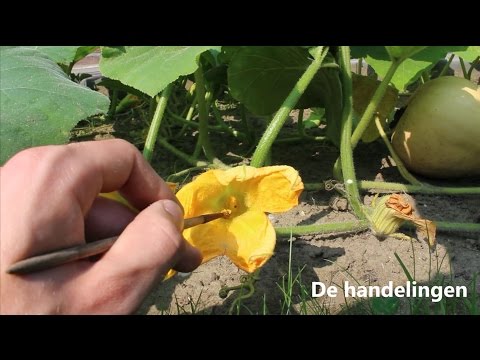 , title : 'Bestuiving Courgette- & Pompoenplant'