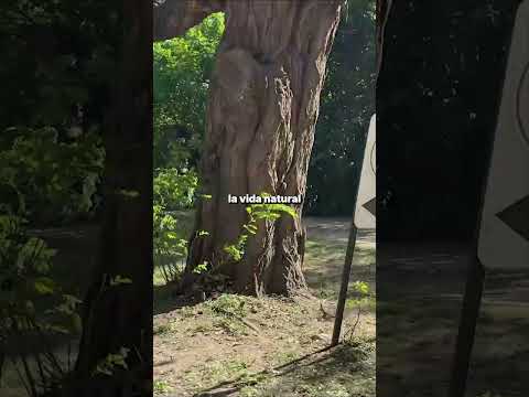 Senderismo y sabiduría natural en Villa de Las Rosas, con Nestor Palmetti.