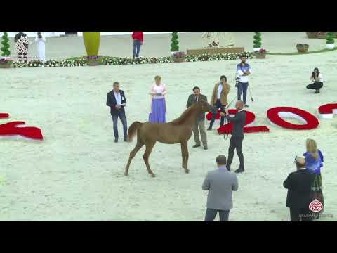 N 9 NADIYAH AL ZOBAIR   Sharjah Arabian Horse Festival 2020   Yearling Fillies Class 1A