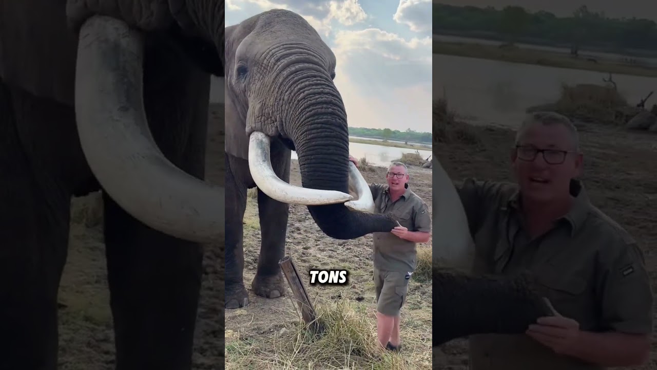 Why can’t elephants jump?#animals #funnyanimal #funny #cute #elephant