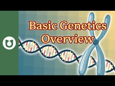 Basic Genetics Overview: What are Chromosomes, Genes and DNA? #myeloma