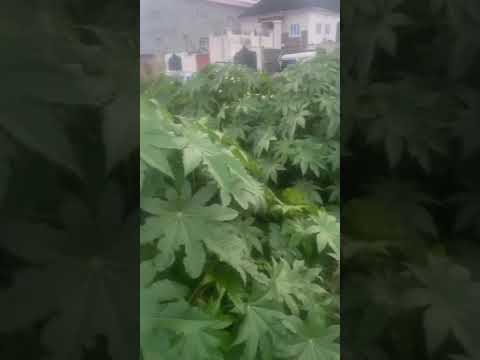 Full Plot of Land for Sale at Oke Afa (NNPC Axis, Isolo)