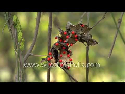 Ratti - the deadly invasor that contains powerful poison known as abrin