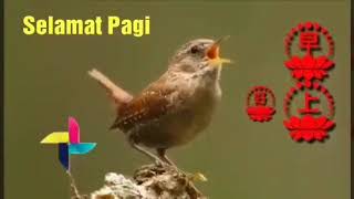 Download lagu Nada dering BURUNG mp3 Download lagu Nada dering BURUNG mp3