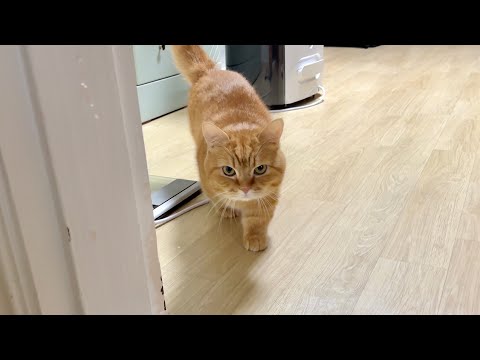 나 덕배숭이! 이 구역 테토남.. 마성의 매력 내뿜는 고양이