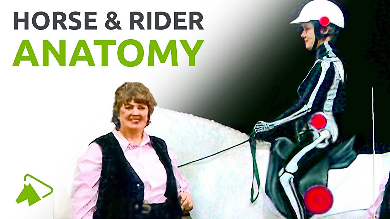 Horse and Rider Anatomy in Motion | How to be more balanced | wehorse